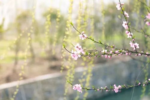 【主题活动】清明时节 “话”清明—节日课程实践创意活动