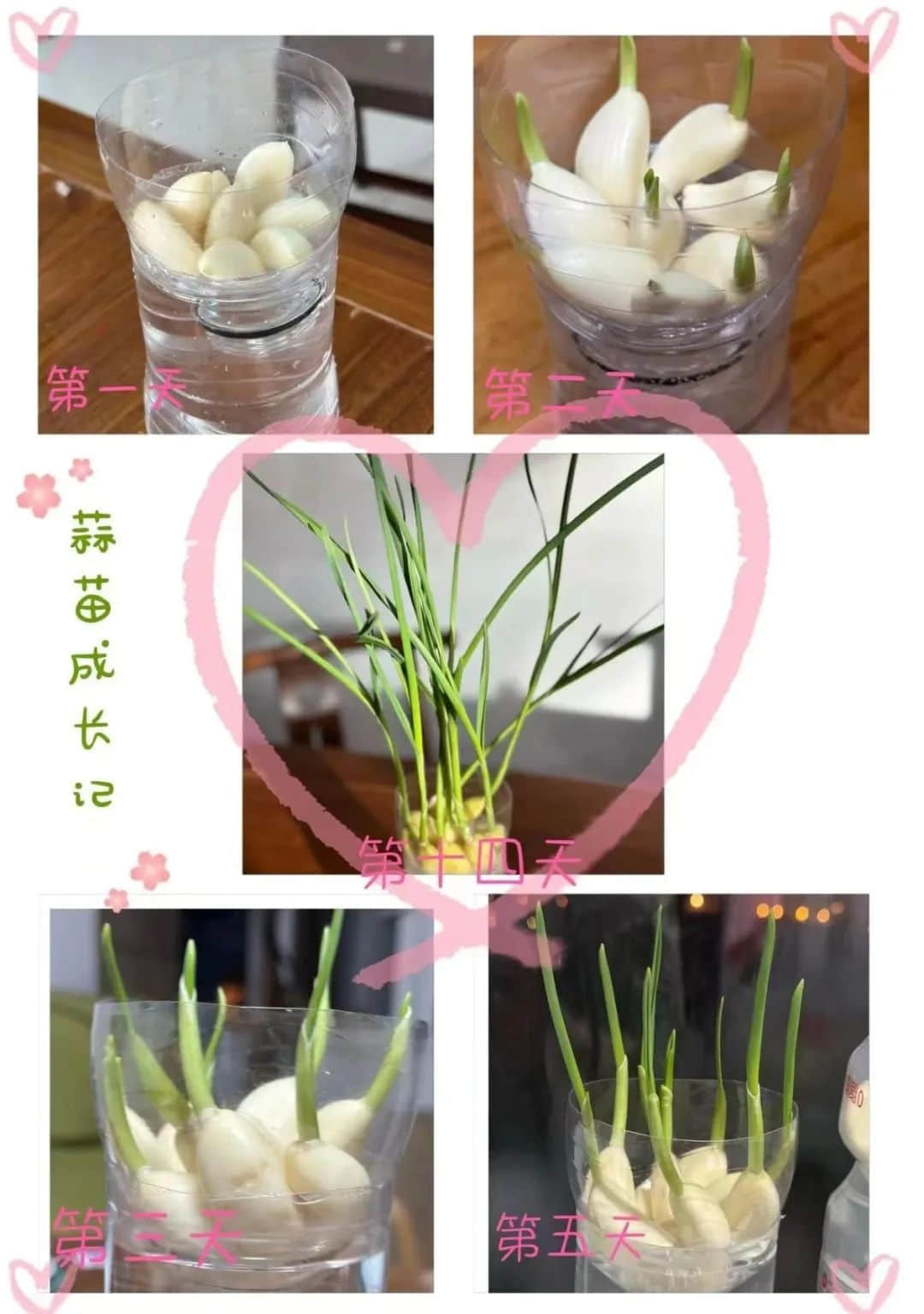 【立之育•生命课程】了解植物生长，感受生命力量——“成长四记”冬藏课程之居家种植（二）