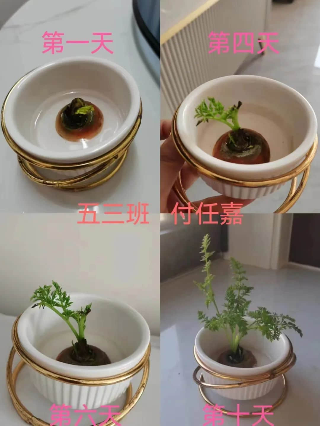 【立之育•生命课程】了解植物生长，感受生命力量——“成长四记”冬藏课程之居家种植（二）