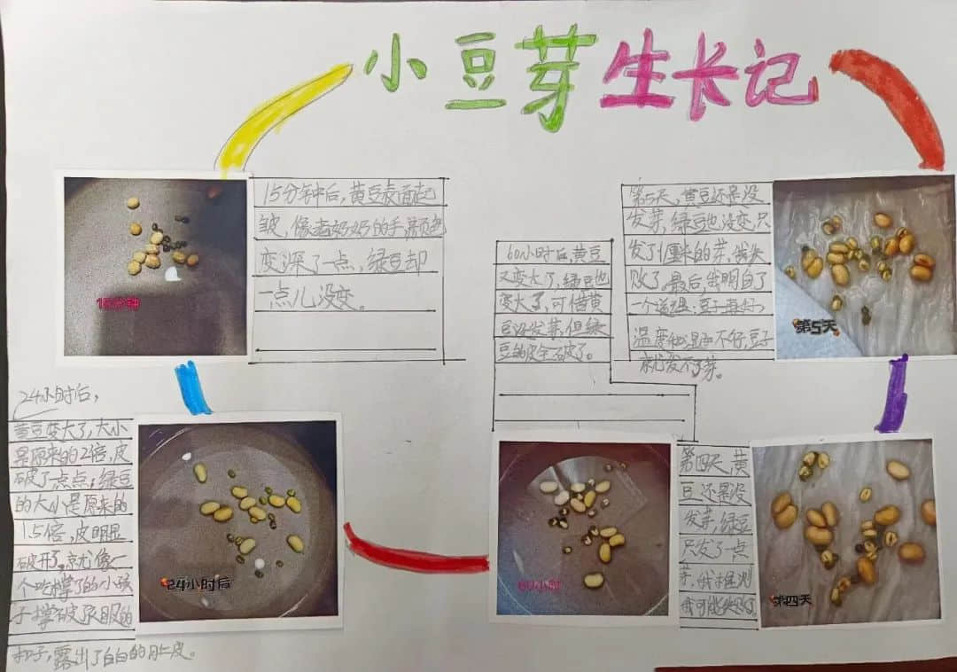 【立之育•生命课程】了解植物生长，感受生命力量——“成长四记”冬藏课程之居家种植（二）