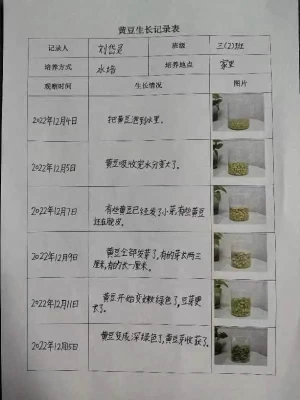 【立之育•生命课程】了解植物生长，感受生命力量——“成长四记”冬藏课程之居家种植（二）