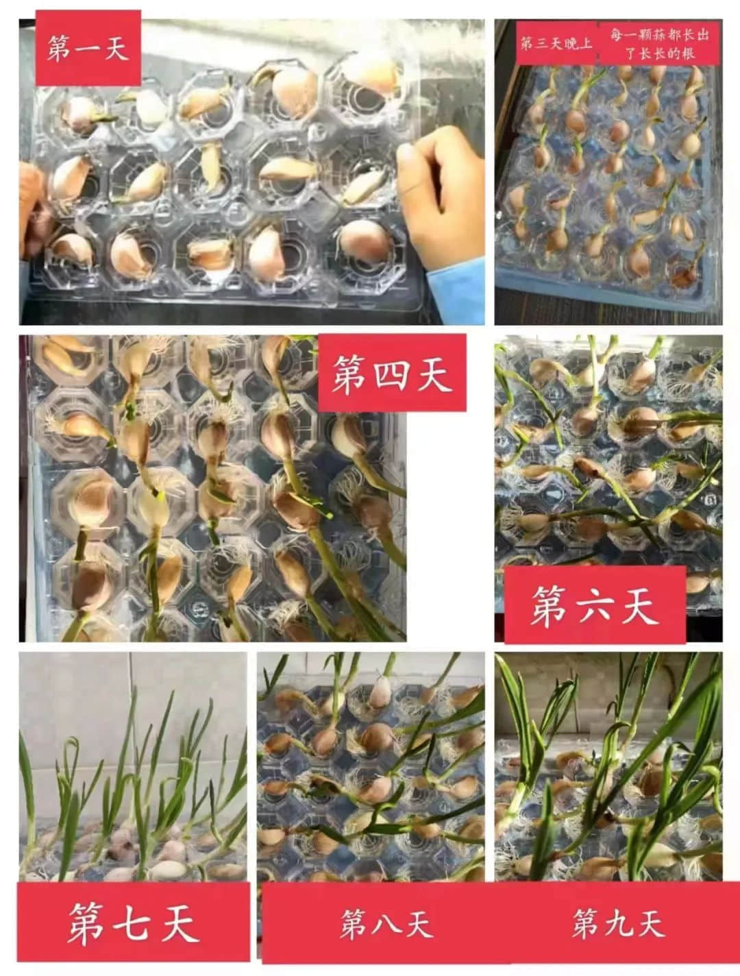 【立之育•生命课程】了解植物生长，感受生命力量——“成长四记”冬藏课程之居家种植（二）