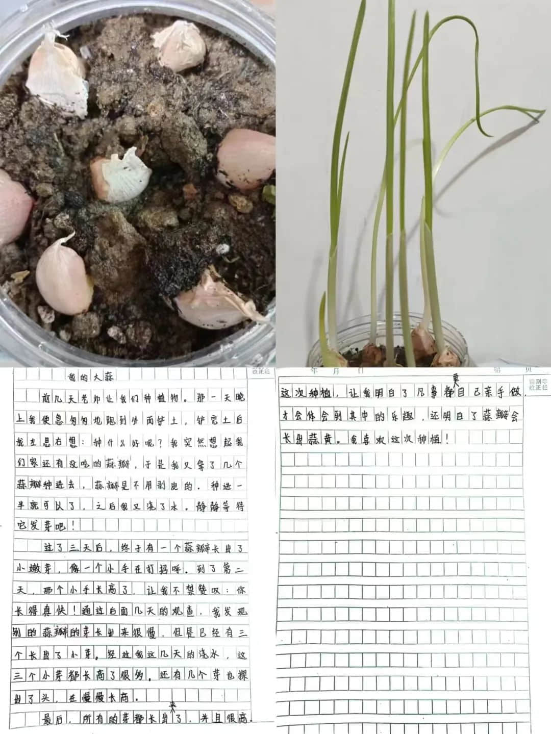 【立之育•生命课程】了解植物生长，感受生命力量——“成长四记”冬藏课程之居家种植（二）