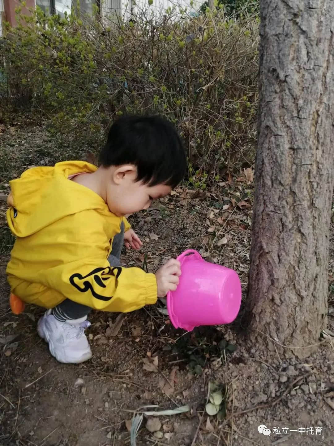 【节日知识】“植树节”——将绿色种在春天里