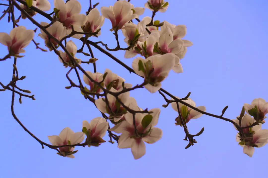 校园春色早 繁花次第开丨私立一中与您相约美丽春天