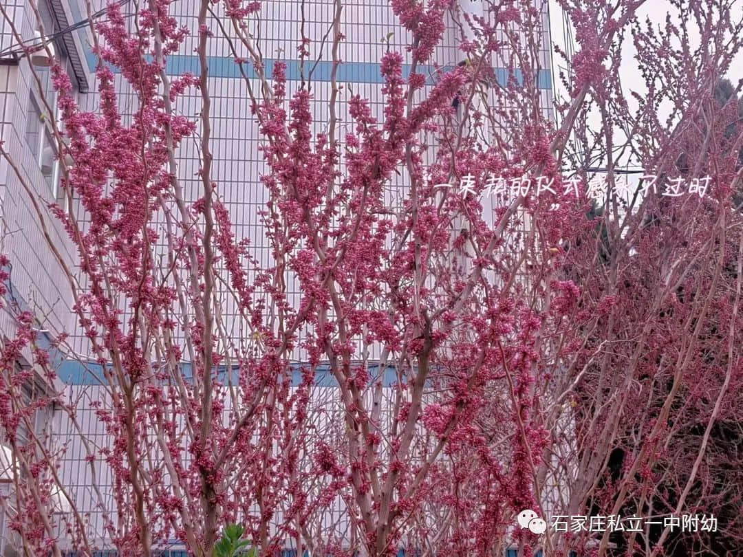 【幼之育】邂逅春日，“幼”见花开