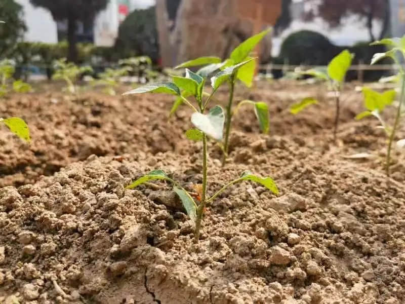 【立小•生命课程】走进种子的世界 探索生命的密码｜私立一中附属小学