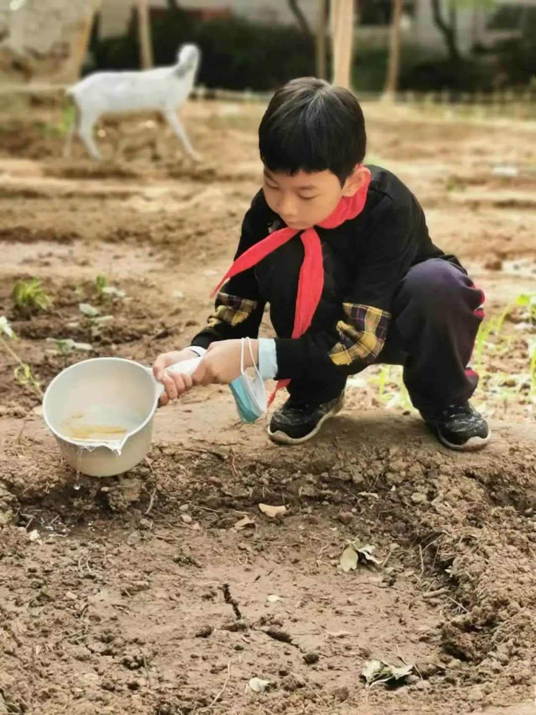 【立小•生命课程】走进种子的世界 探索生命的密码｜私立一中附属小学