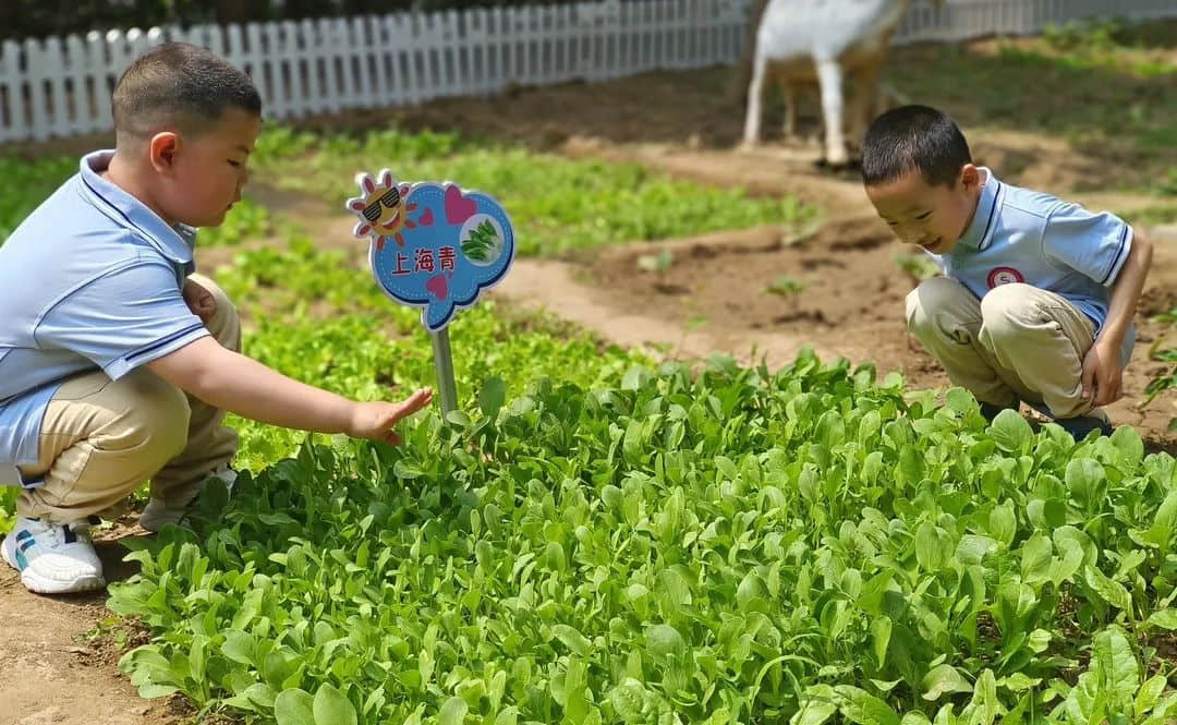 【预之梦】追梦路上，向阳而行——私立一中附小预科部之追梦