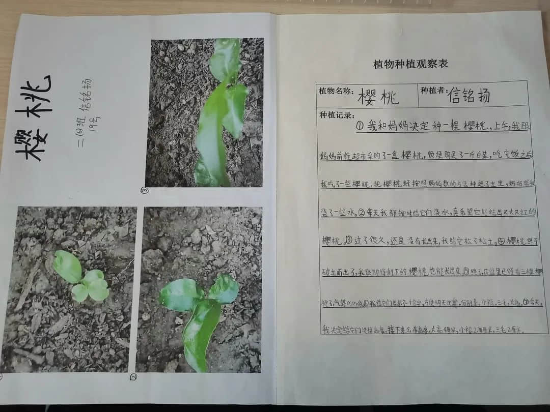 【立小•聚焦教学】多元评价促发展 幸福发光百花艳｜多元评价体系之综合技能篇