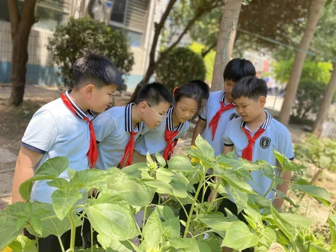 【立小•生命课程】童心享种植 同乐享收获｜私立一中附属小学“成长四记”之生命种植记