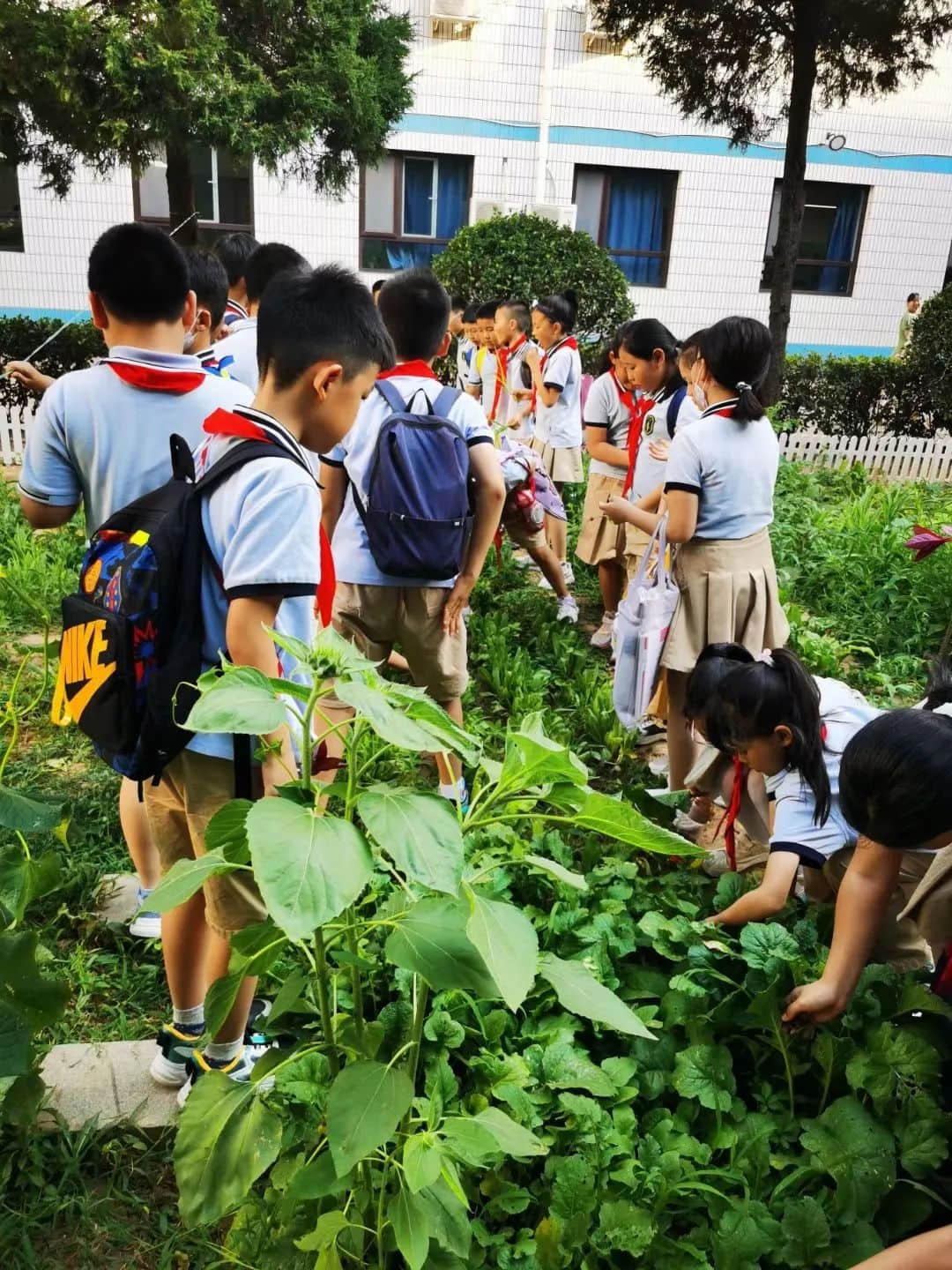 【立小•生命课程】童心享种植 同乐享收获｜私立一中附属小学“成长四记”之生命种植记