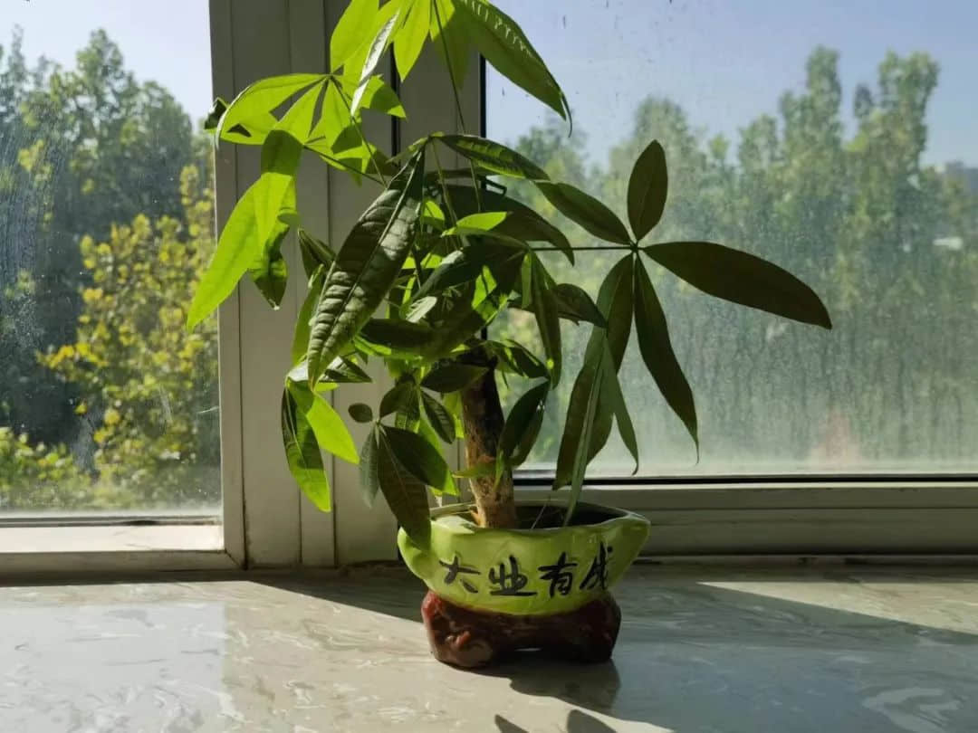 【立小•完美教室】一栏一角显温馨 一班一品展特色｜私立一中附属小学班级文化展示