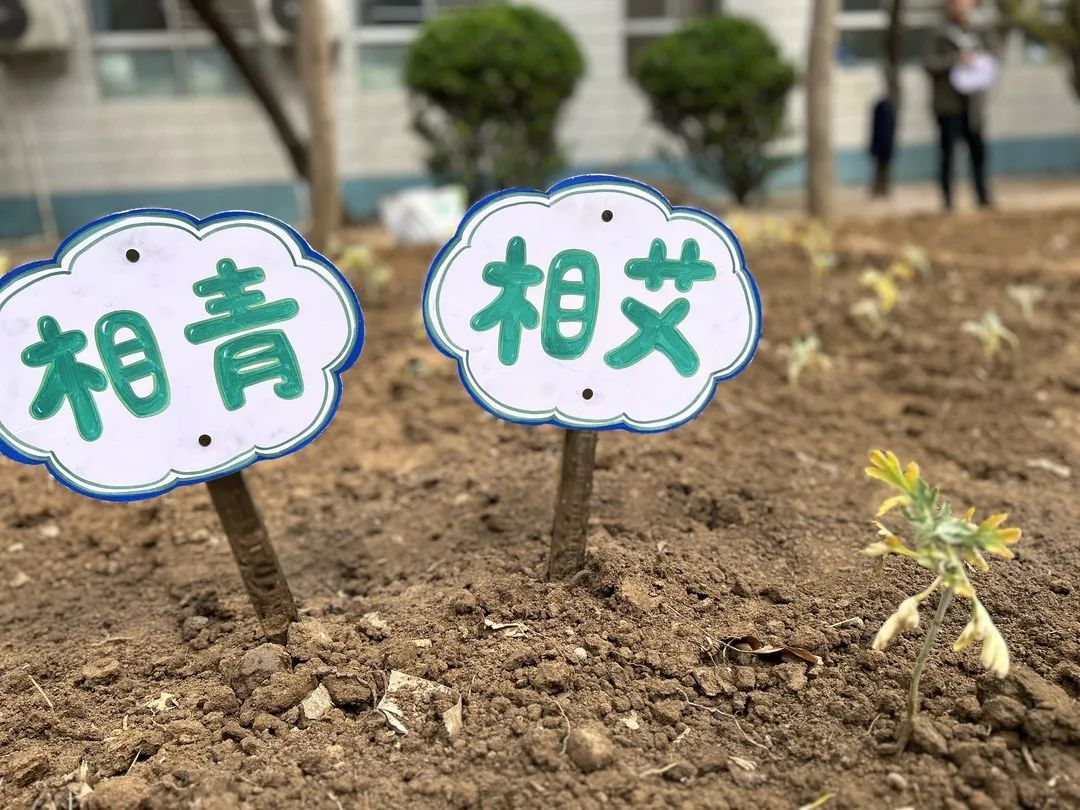 【立小•生命教育】寻味种植园 探秘中草药｜三年级百草园种植课程开启仪式