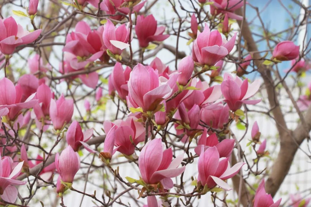 青春 · 春之约！