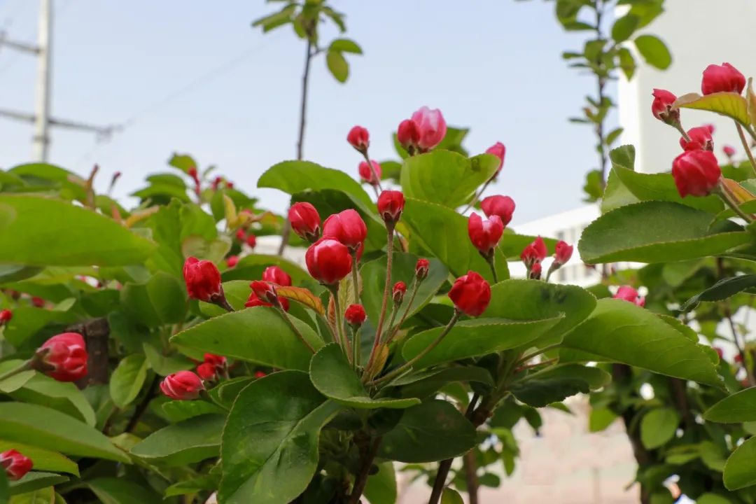 青春 · 春之约！