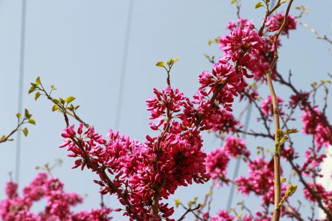 青春 · 春之约！