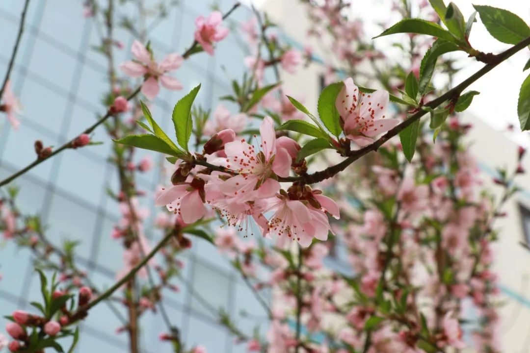 青春 · 春之约！