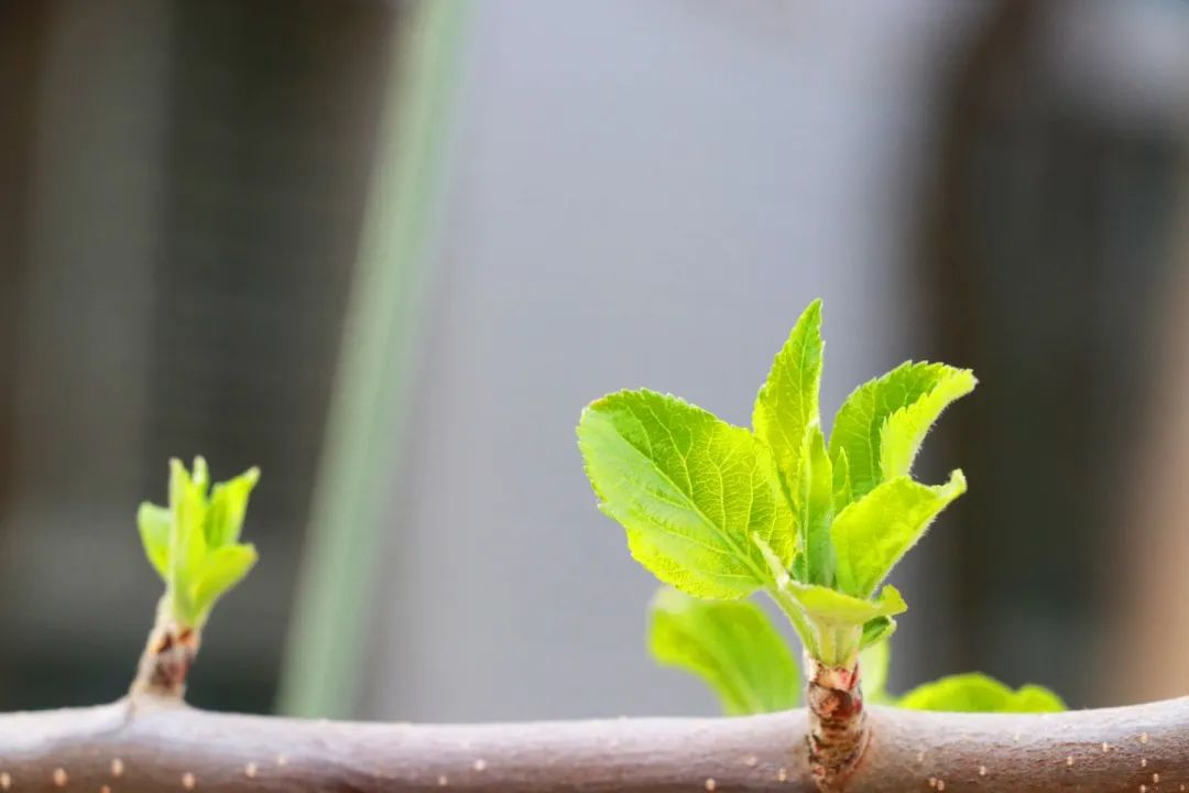 青春 · 春之约！