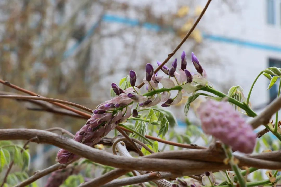 青春 · 春之约！