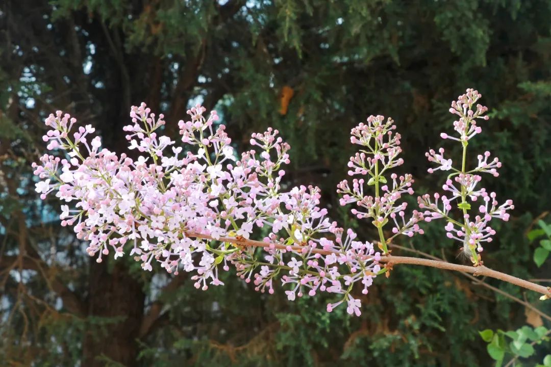 青春 · 春之约！