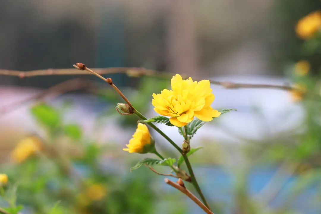 青春 · 春之约！