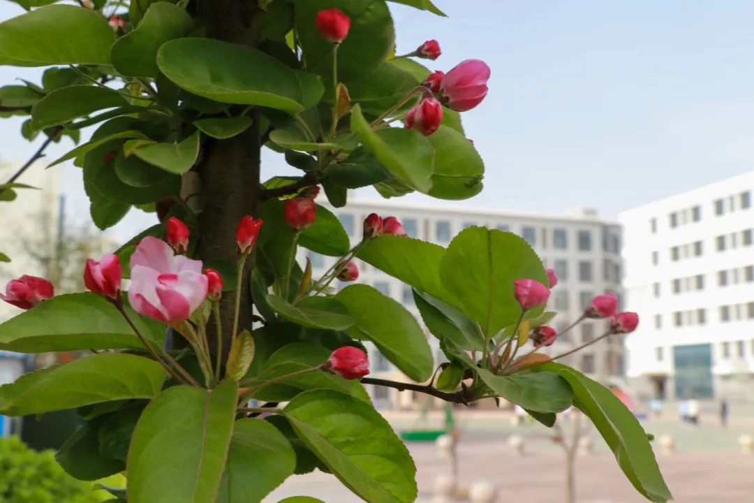 青春 · 春之约！