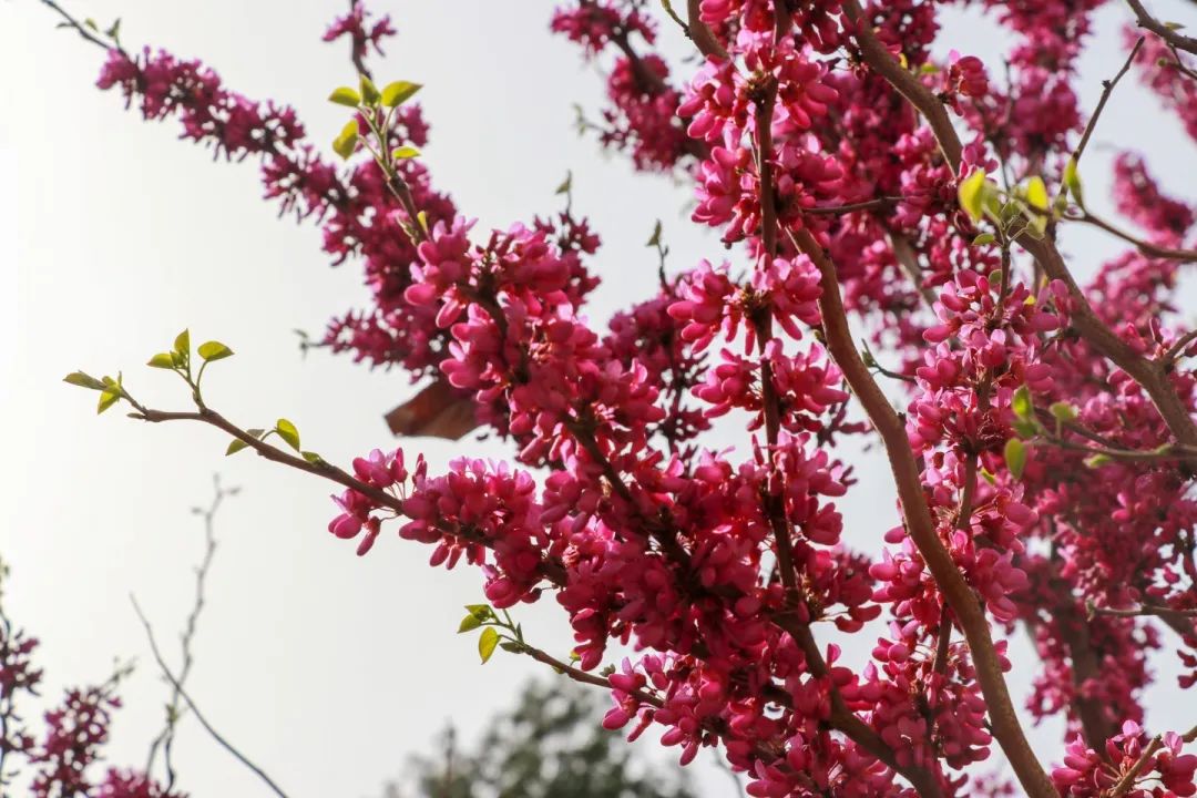 青春 · 春之约！