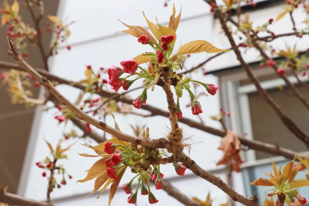 青春 · 春之约！