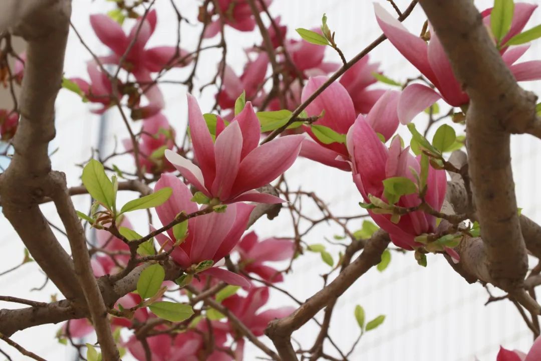 青春 · 春之约！