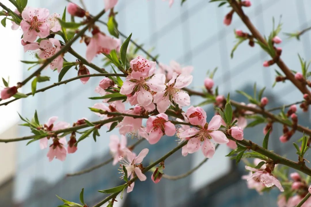 青春 · 春之约！