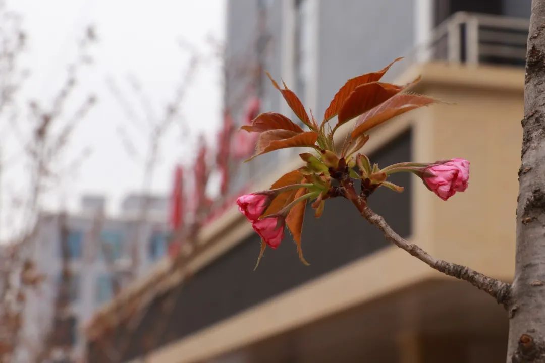 青春 · 春之约！