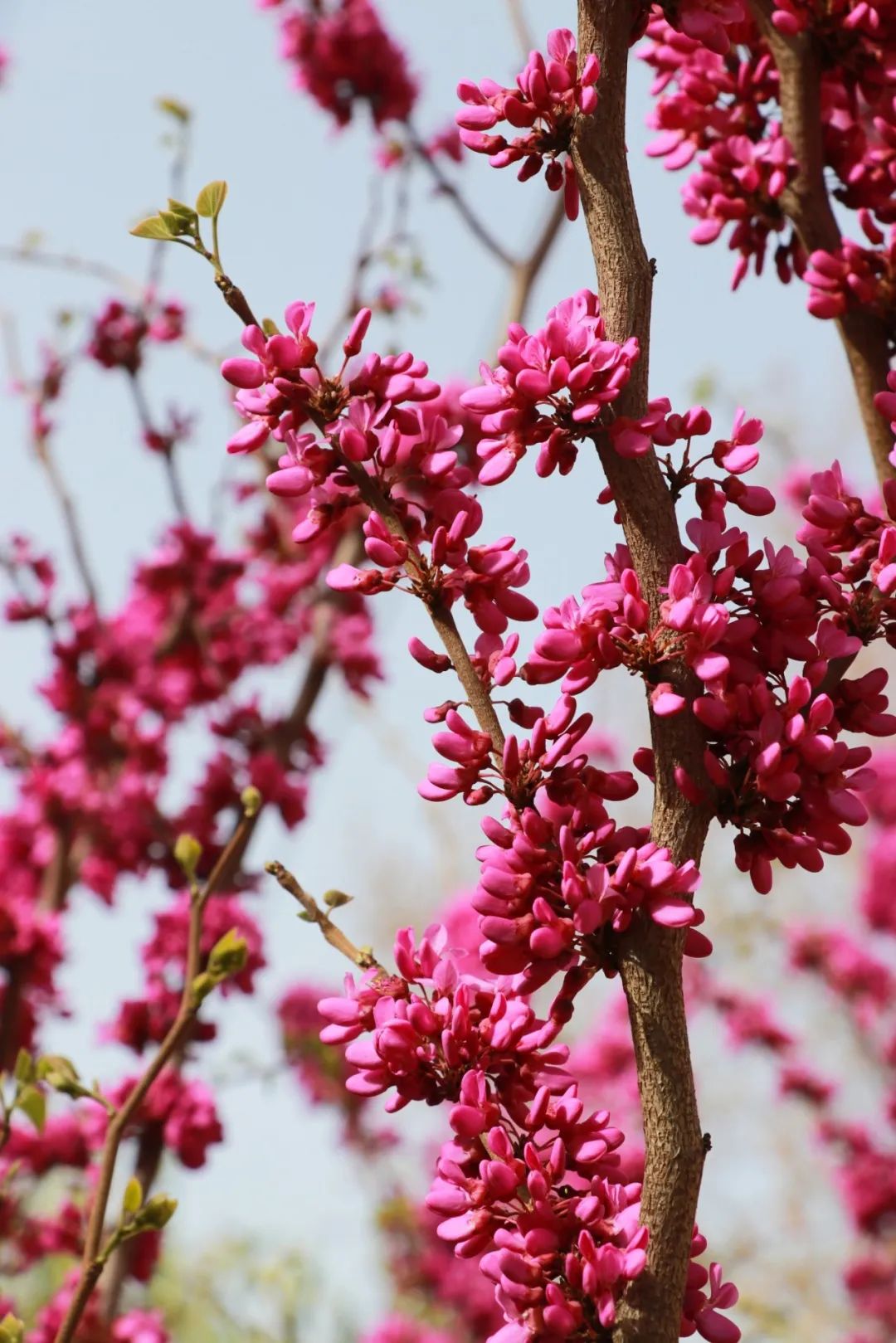 青春 · 春之约！