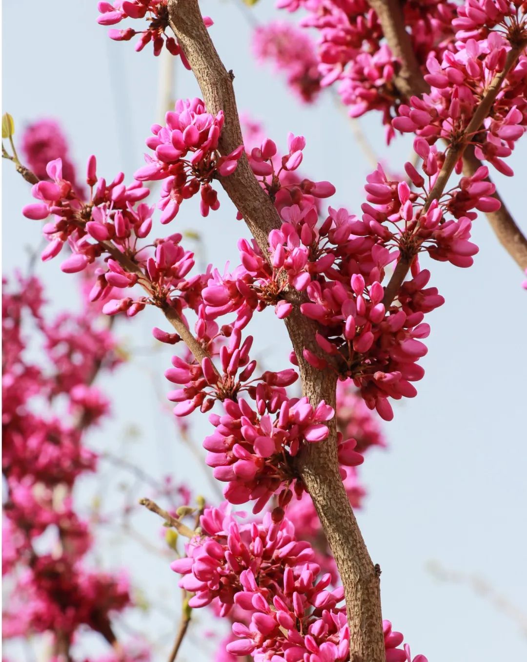 青春 · 春之约！