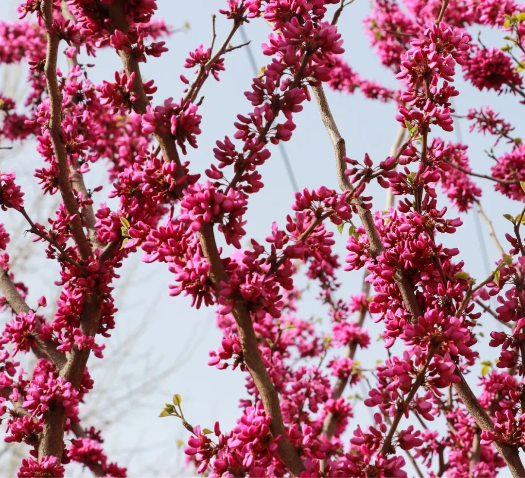 青春 · 春之约！