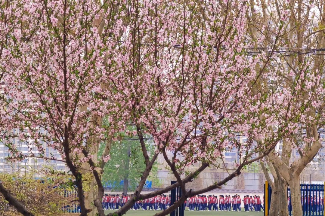 青春 · 春之约！