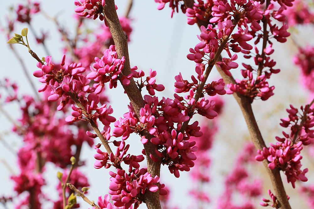 青春 · 春之约！