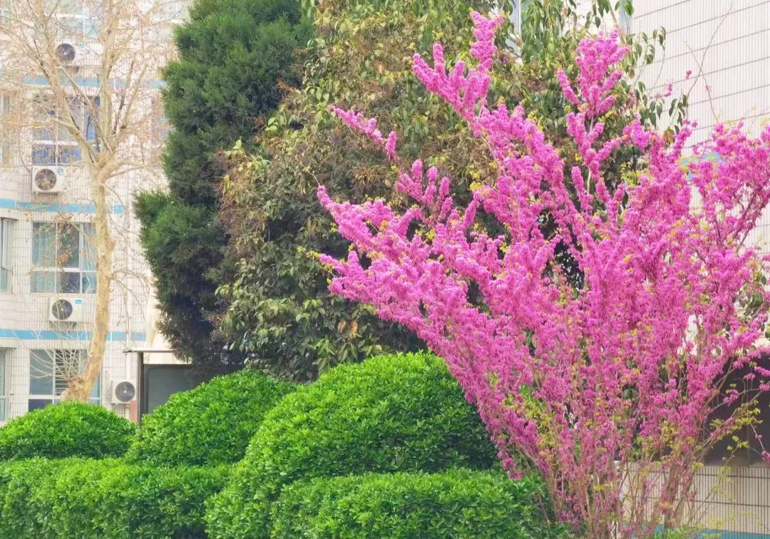 青春 · 春之约！