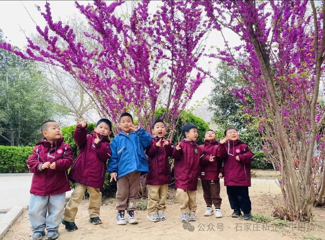 【二十四节气】一季春草绿，一年清明时---清明节主题活动