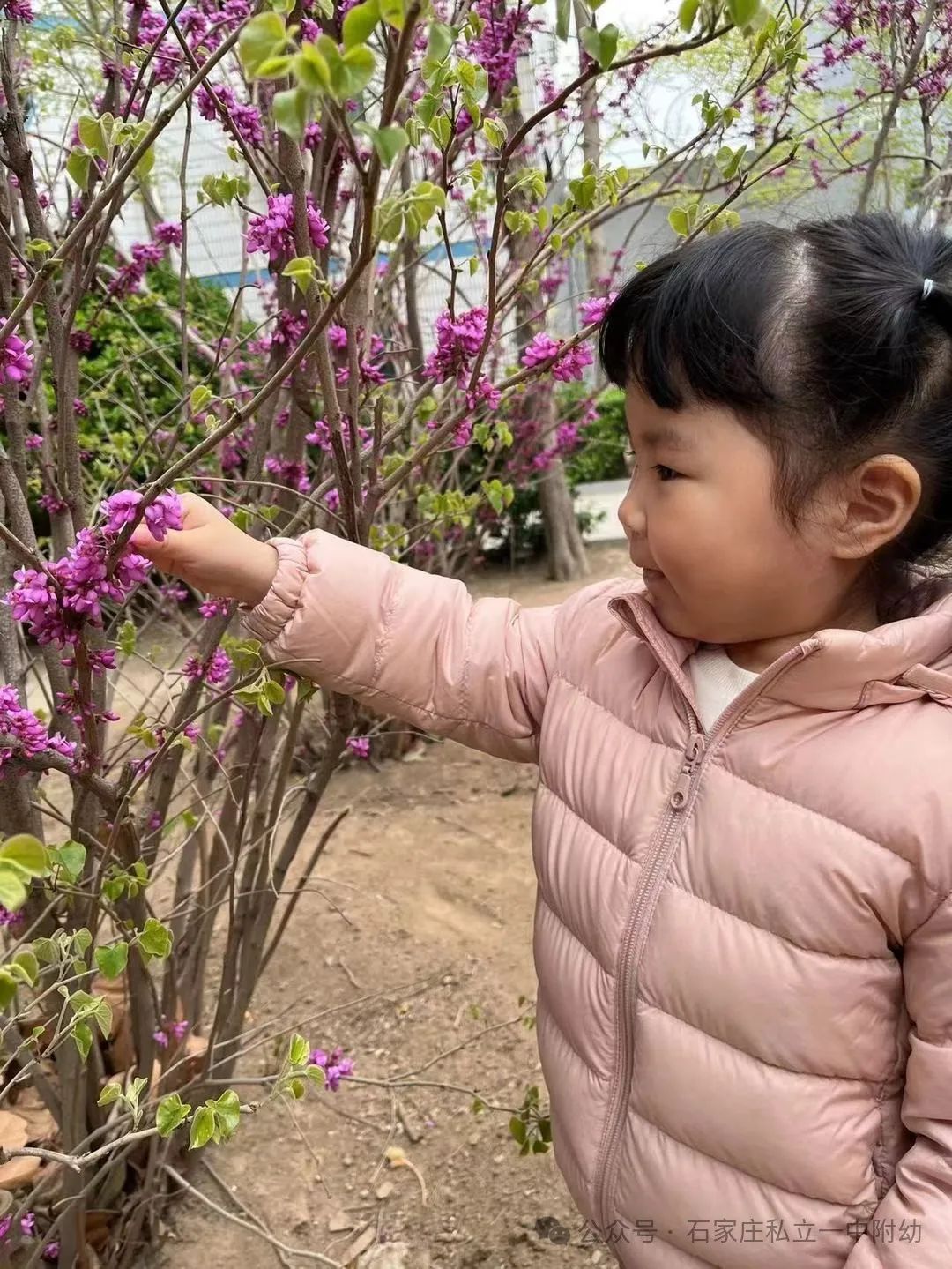 【二十四节气】一季春草绿，一年清明时---清明节主题活动