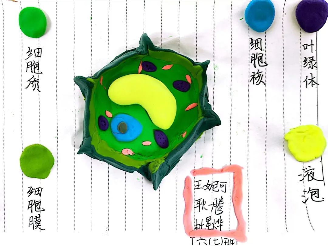 【立小 • 教学】以细胞之微 展生命之美|六年级生命教育项目式主题展