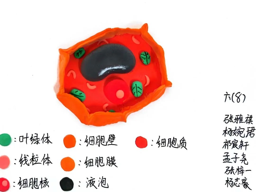 【立小 • 教学】以细胞之微 展生命之美|六年级生命教育项目式主题展