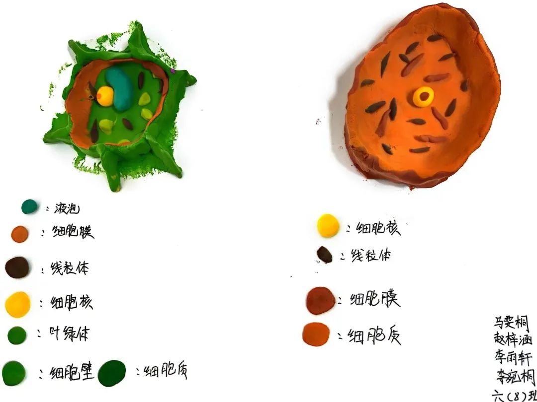 【立小 • 教学】以细胞之微 展生命之美|六年级生命教育项目式主题展
