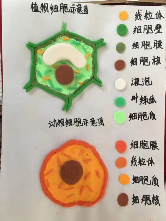 【立小 • 教学】以细胞之微 展生命之美|六年级生命教育项目式主题展