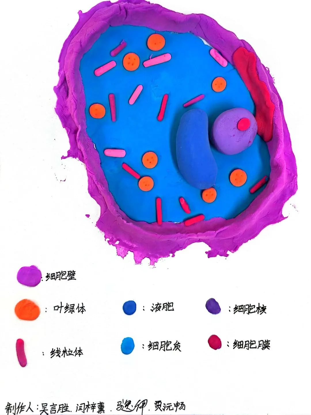 【立小 • 教学】以细胞之微 展生命之美|六年级生命教育项目式主题展