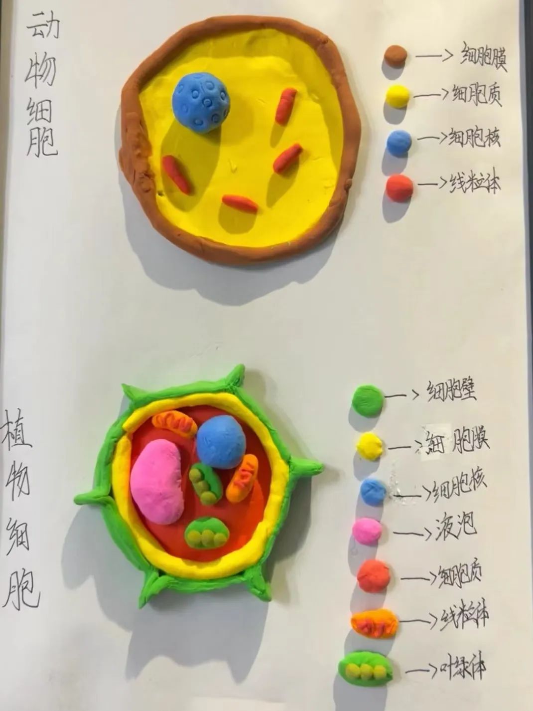 【立小 • 教学】以细胞之微 展生命之美|六年级生命教育项目式主题展