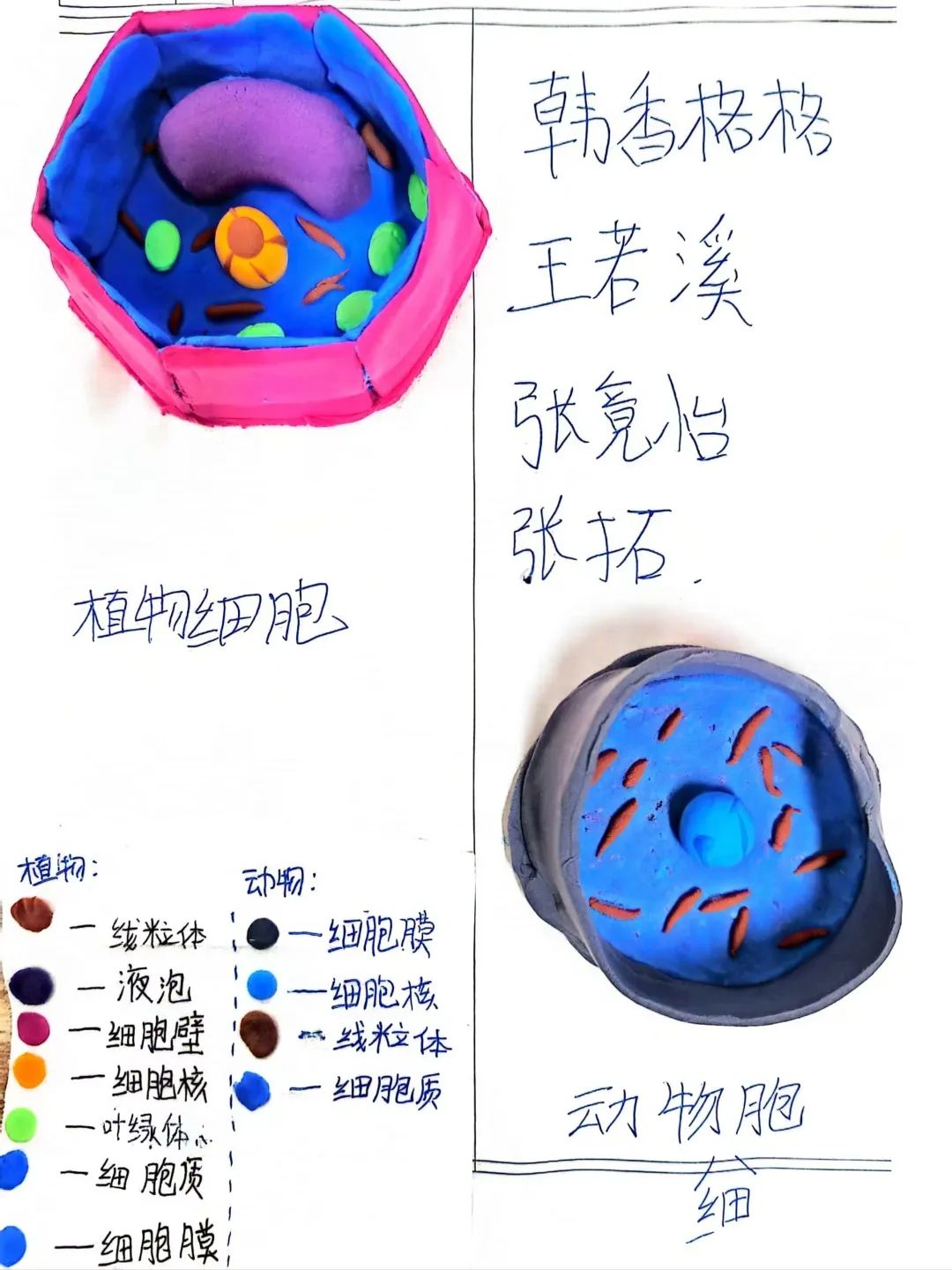 【立小 • 教学】以细胞之微 展生命之美|六年级生命教育项目式主题展