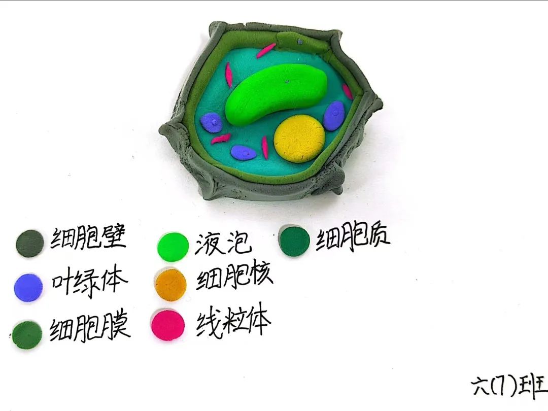 【立小 • 教学】以细胞之微 展生命之美|六年级生命教育项目式主题展