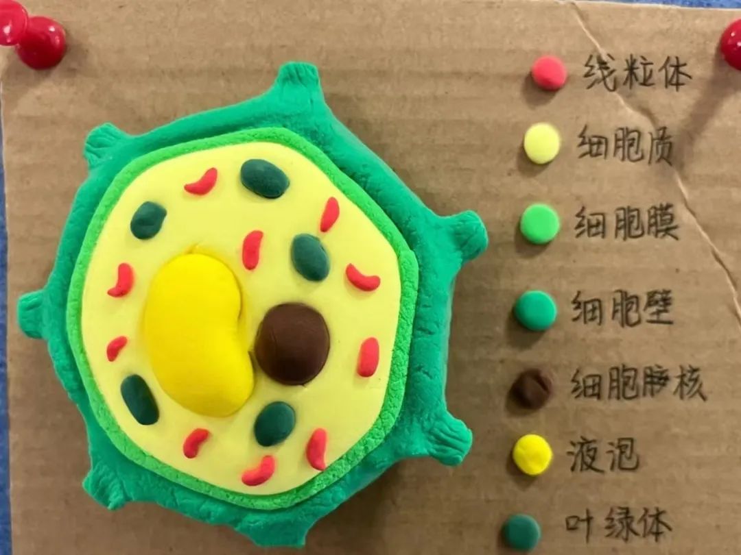 【立小 • 教学】以细胞之微 展生命之美|六年级生命教育项目式主题展