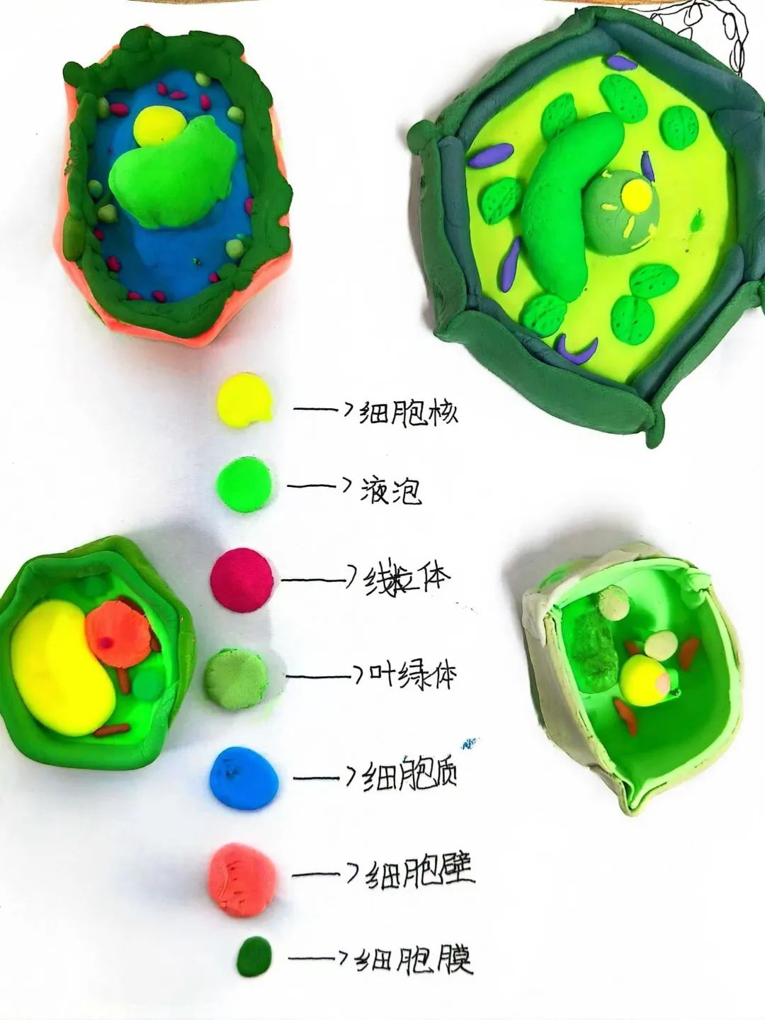 【立小 • 教学】以细胞之微 展生命之美|六年级生命教育项目式主题展